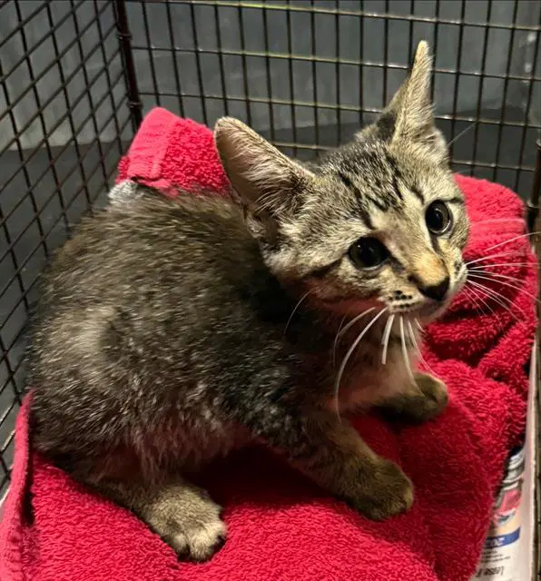 Penny - Domestic Short Hair