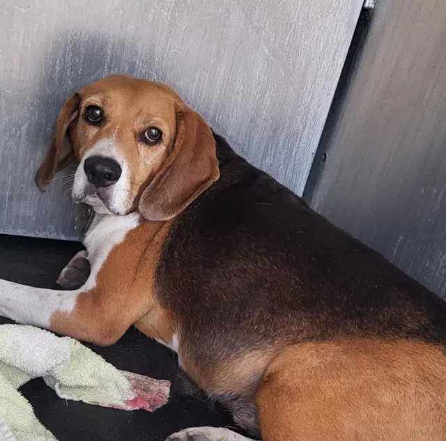 Mickey - Beagle