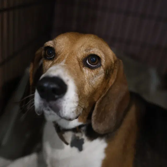 Mickey - Beagle