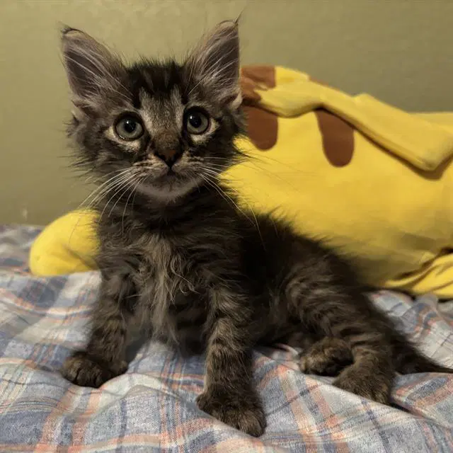 Ferb - Domestic Short Hair