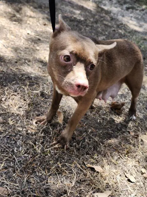 Molly - Chihuahua