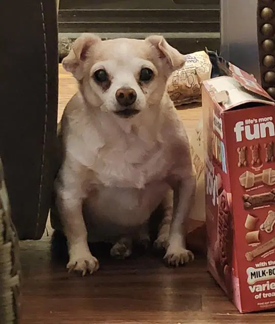 Chico - Chihuahua