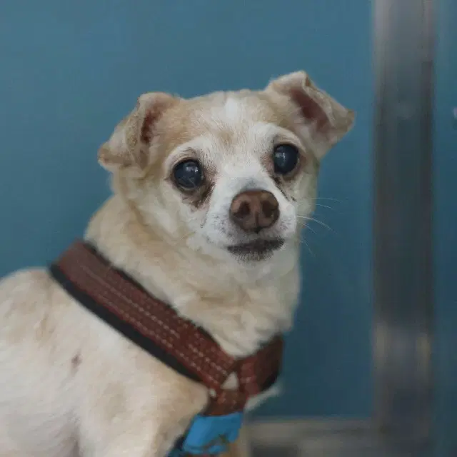 Chico - Chihuahua