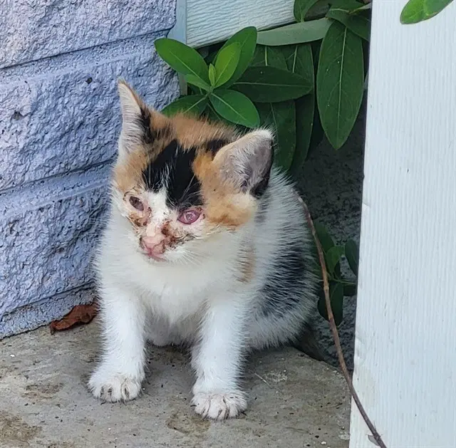 Hermione - Domestic Short Hair