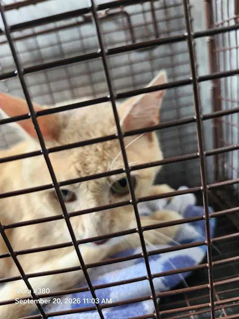 Ice Cream - Domestic Short Hair
