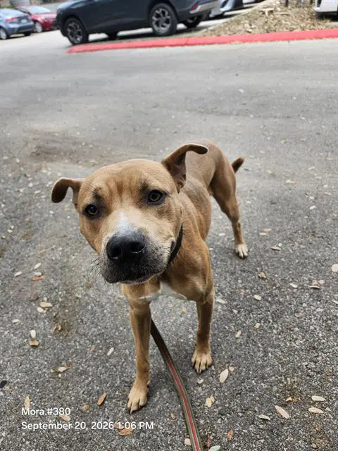 Henry - American Staffordshire Terrier