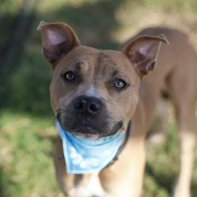 Henry - American Staffordshire Terrier