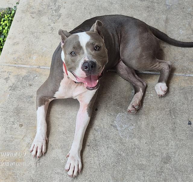 Stella