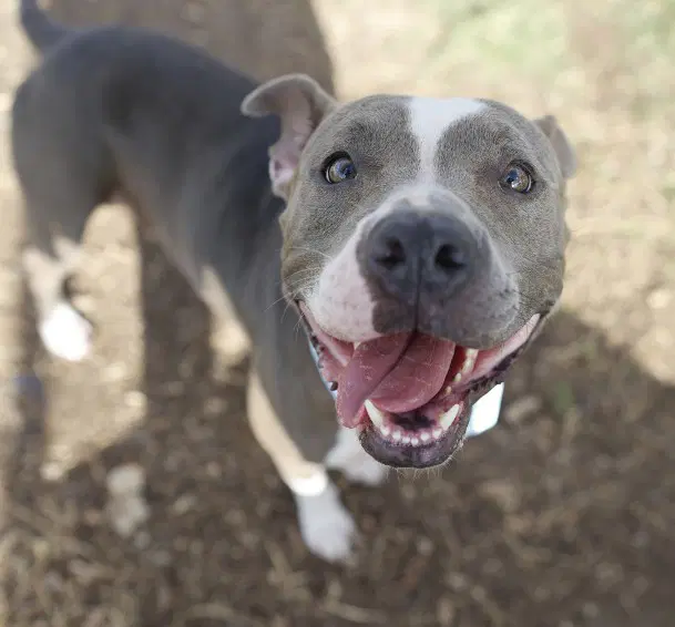 Stella - American Staffordshire Terrier