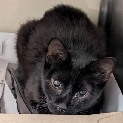 Et - Domestic Short Hair