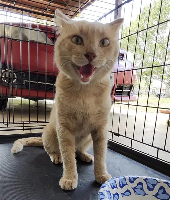 Unknown - Domestic Short Hair