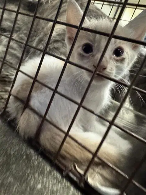 Unknown - Domestic Short Hair