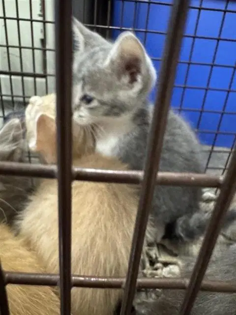 Unknown - Domestic Short Hair
