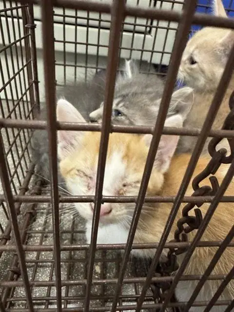 Unknown - Domestic Short Hair