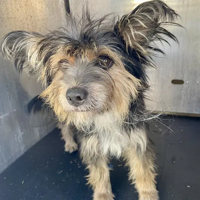 Grace - Terrier