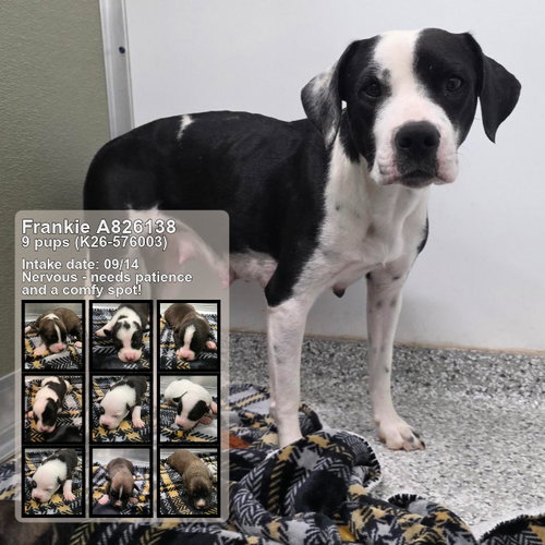 FRANKIE, a dog for adoption from San Antonio Animal Care Services