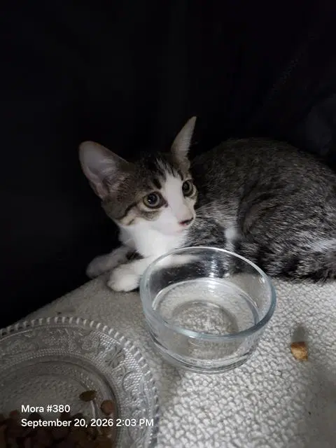 Linda - Domestic Short Hair