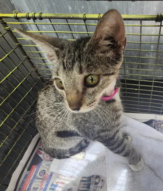 Bell - Domestic Short Hair