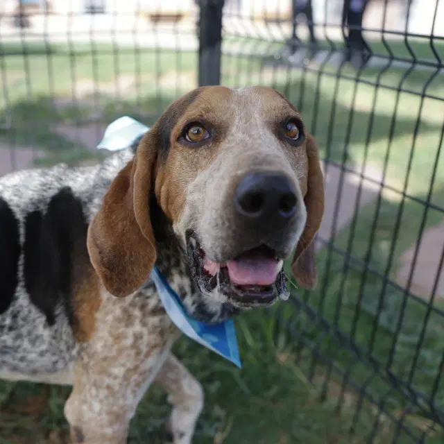 Bart - Hound