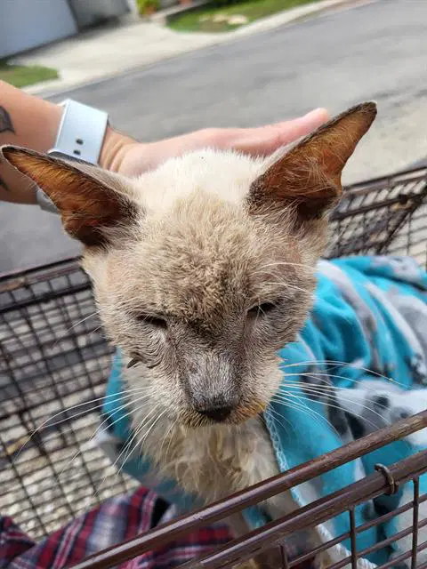 Papito - Siamese