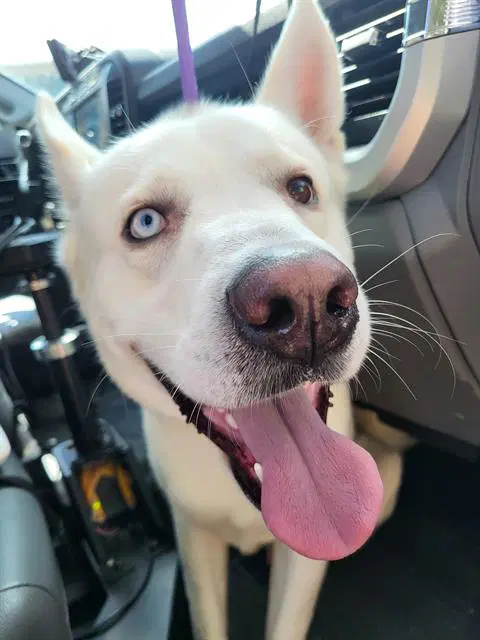 Polar - Husky