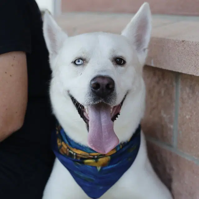 Polar - Husky