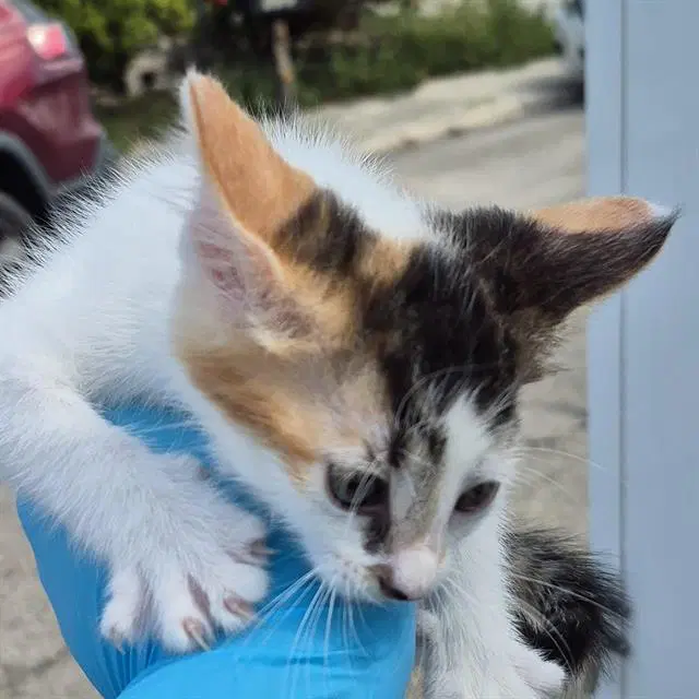 Peach - Domestic Short Hair