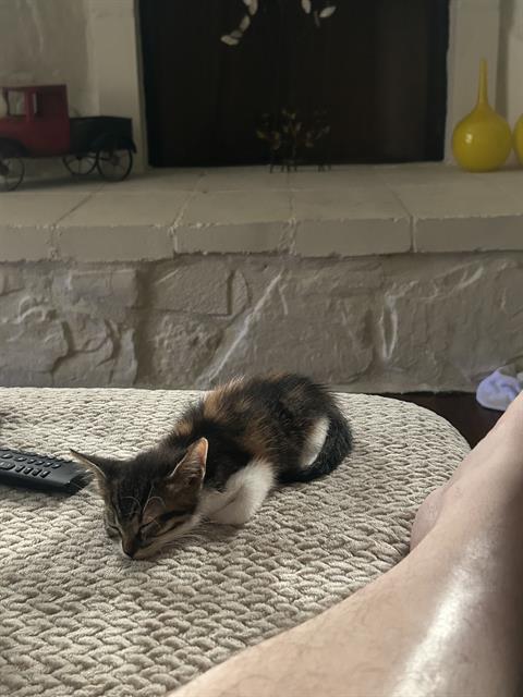 DAISY
