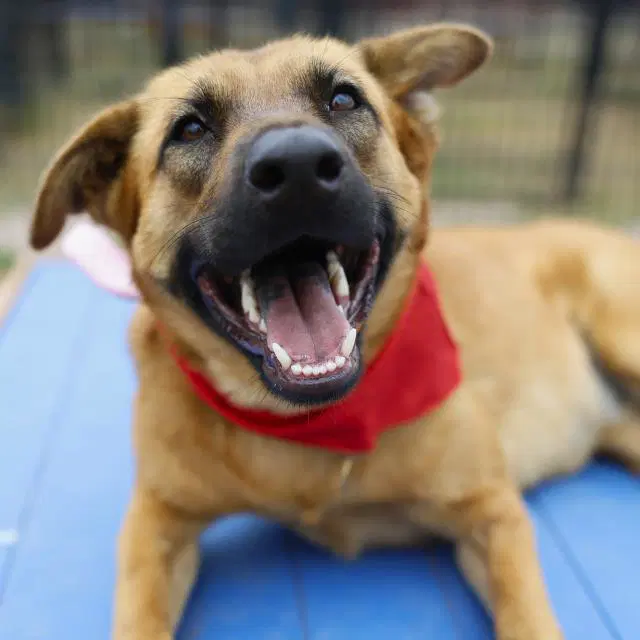 Riley - Belgian Shepherd Malinois
