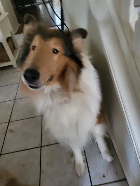 Sonny - Collie