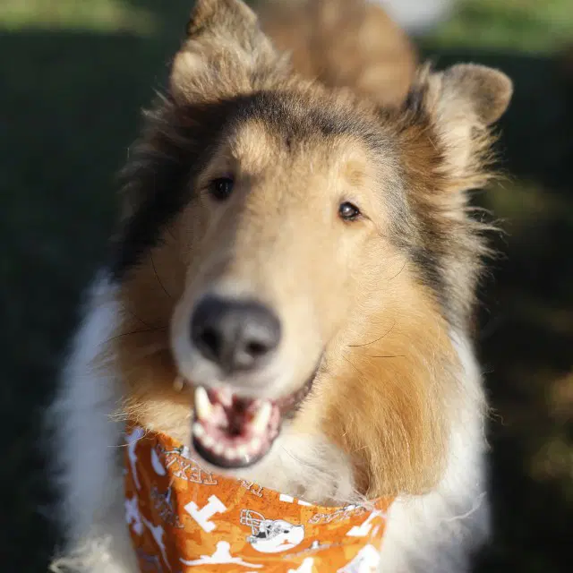 Sonny - Collie