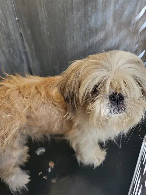 Colby - Shih Tzu