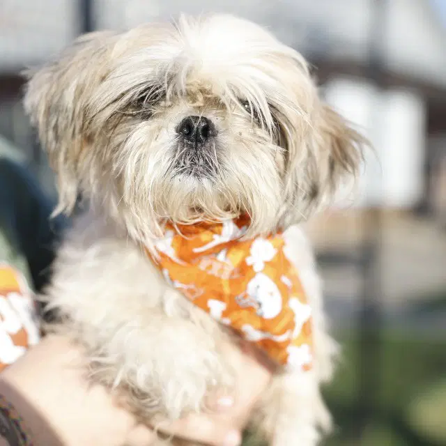 Colby - Shih Tzu