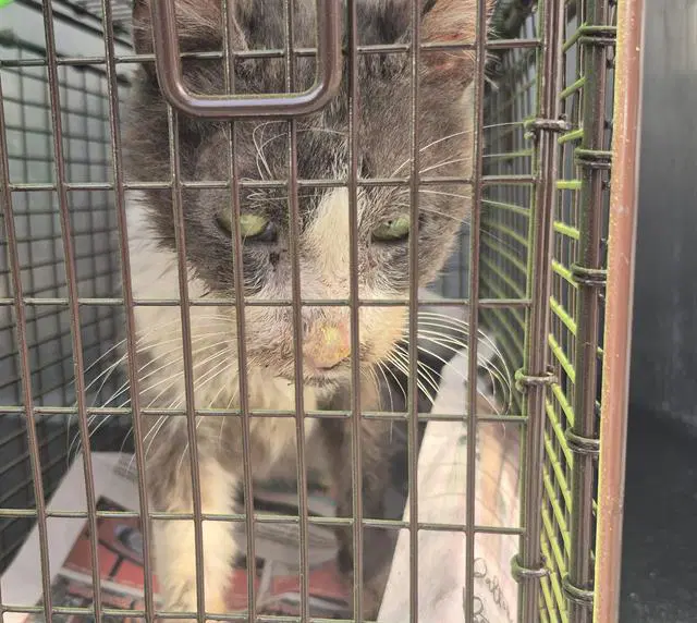 Unknown - Domestic Long Hair