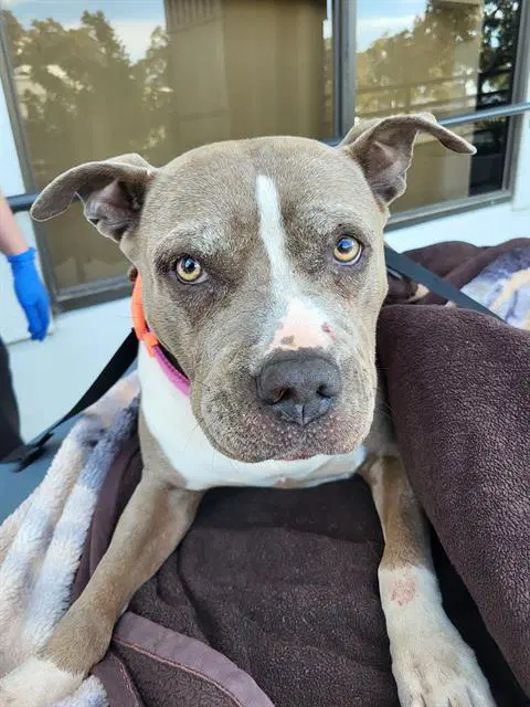 Girl - American Staffordshire Terrier