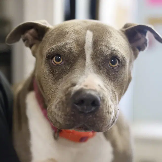 Girl - American Staffordshire Terrier