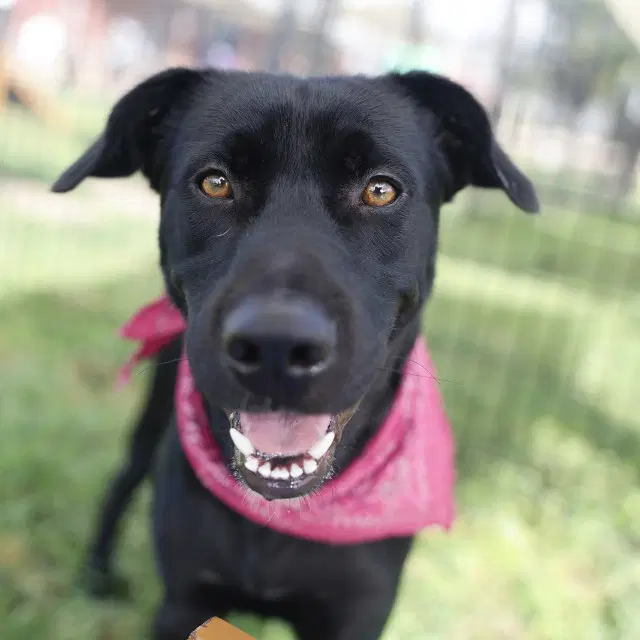 Sebastian - Labrador Retriever