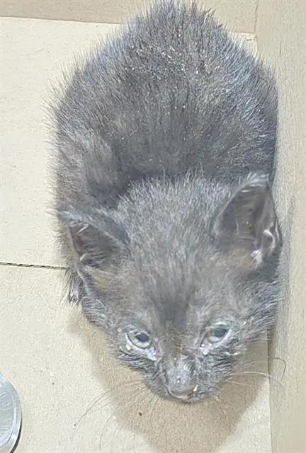 Tango - Domestic Medium Hair