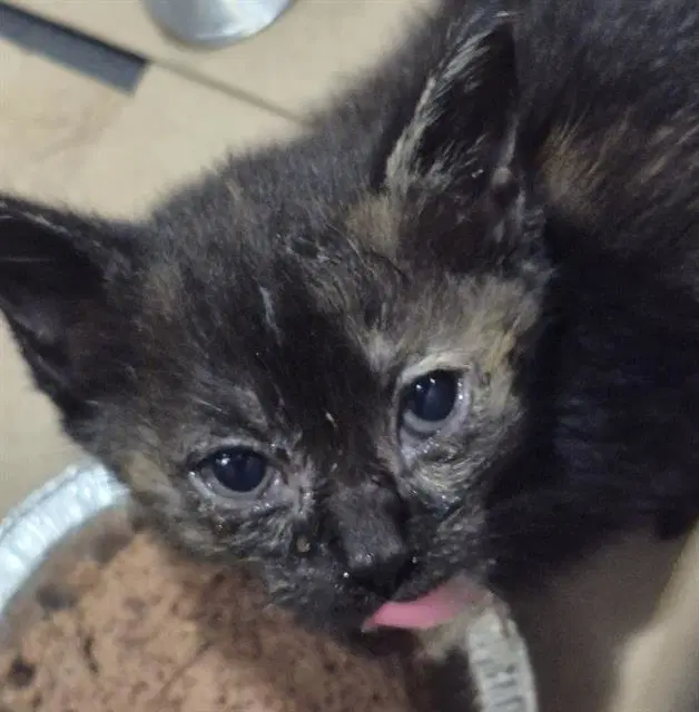 Salsa - Domestic Medium Hair