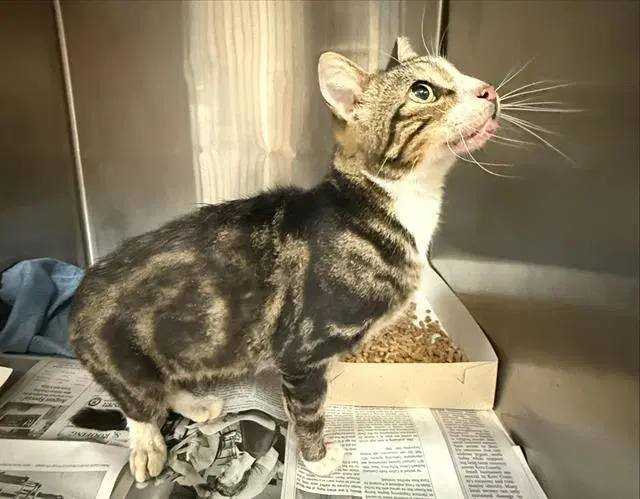 Phillip - Domestic Short Hair