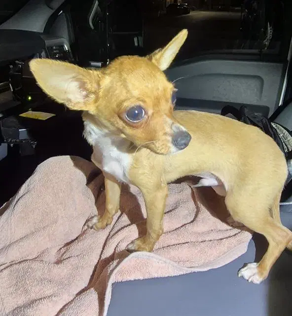 Chopper - Chihuahua
