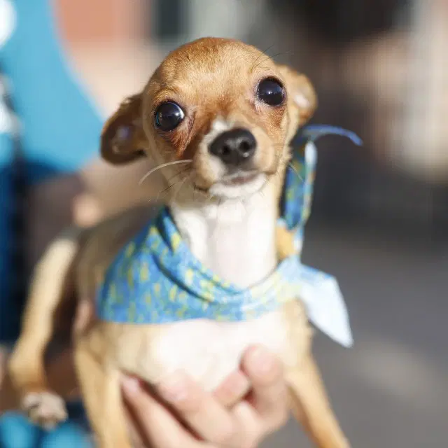 Chopper - Chihuahua
