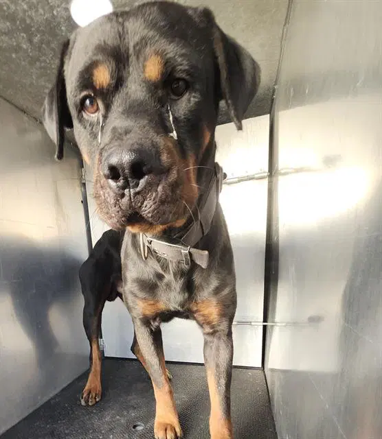Micro - Rottweiler