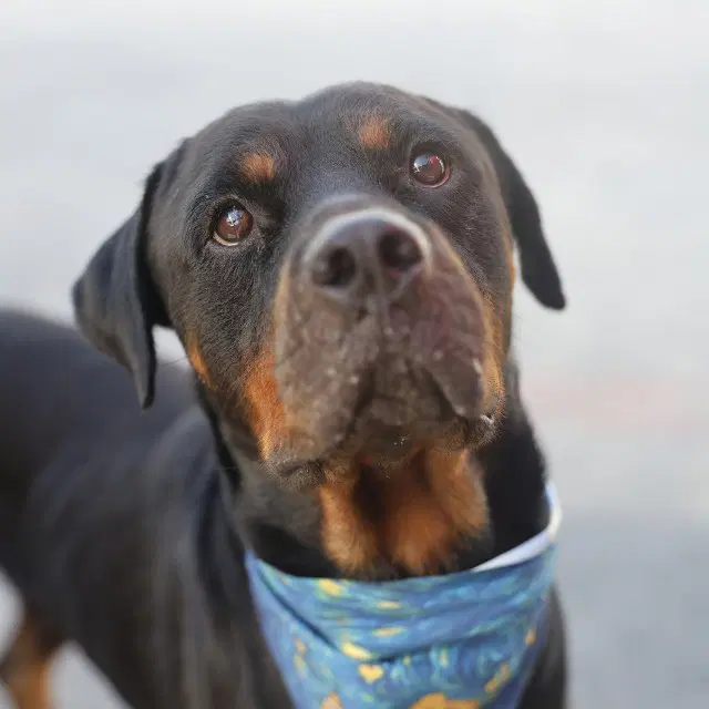 Micro - Rottweiler