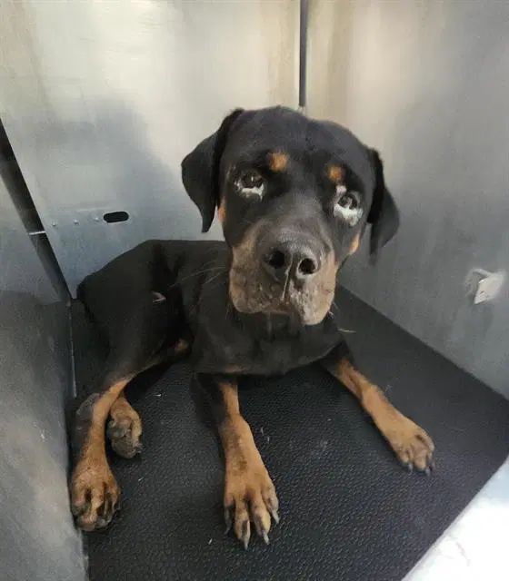 Micro - Rottweiler