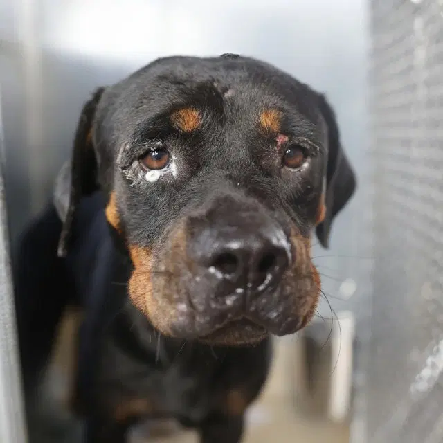 Micro - Rottweiler