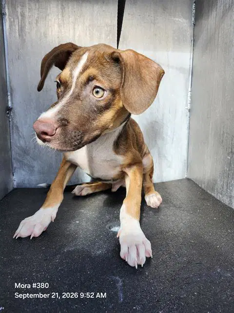 Honey Puppy - American Staffordshire Terrier