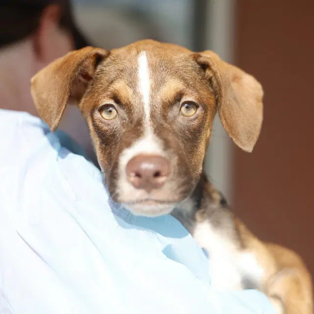 Honey Puppy - American Staffordshire Terrier