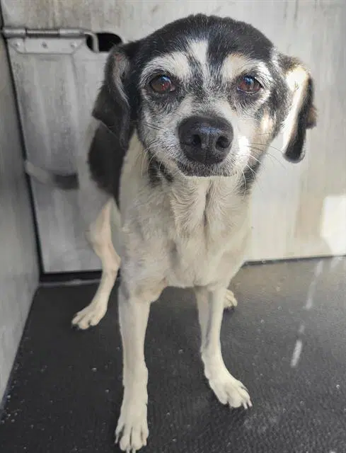 Melvin - Chihuahua