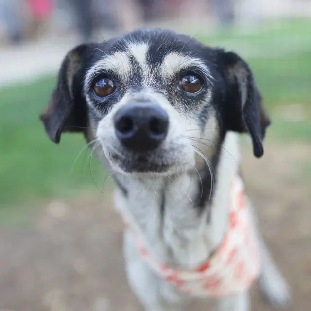 Melvin - Chihuahua